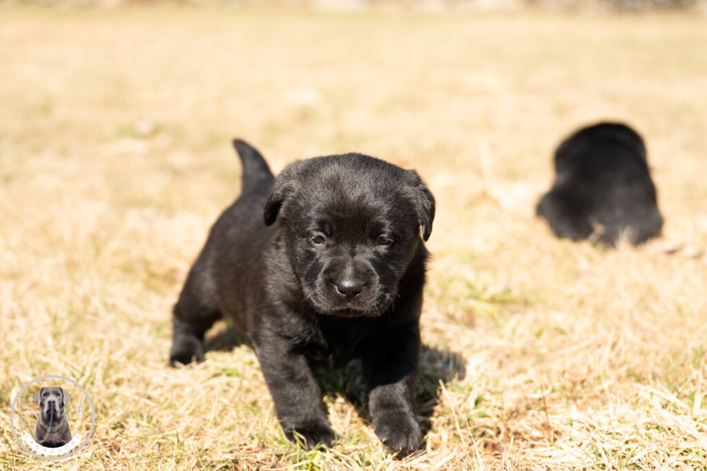 Black Labrador Retriever puppy walking on grass in Massachusetts.