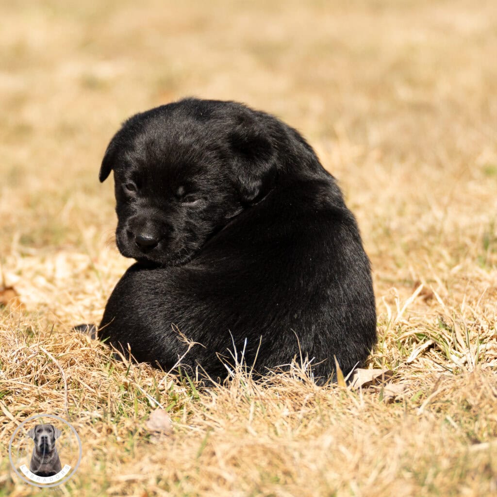 Black Labrador Retriever puppy sitting on dry grass in Massachusetts, adorable and playful.