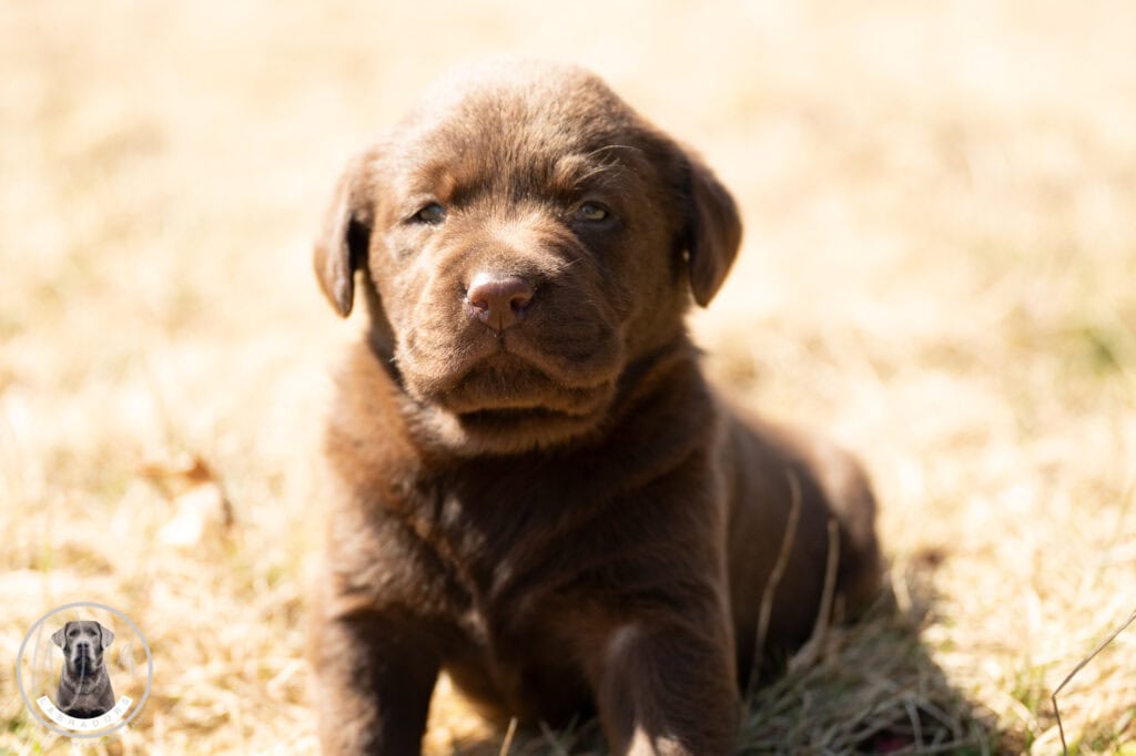 Chocolate Labrador Retriever puppy sitting outdoors on dry grass in Massachusetts.