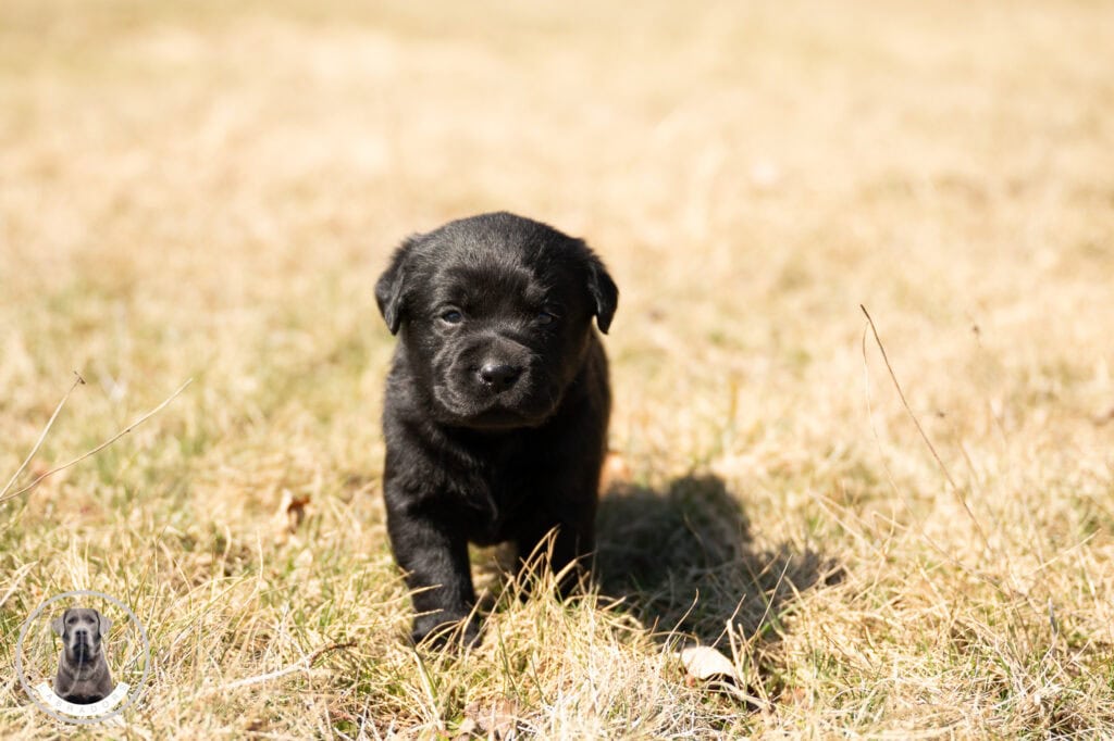 A lush black Labrador puppy walking on dry grass in Massachusetts.