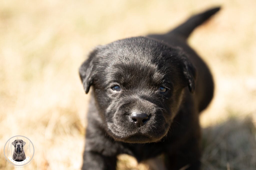 Black Labrador Retriever puppy from Wild Labradors in Massachusetts, adorable and playful.