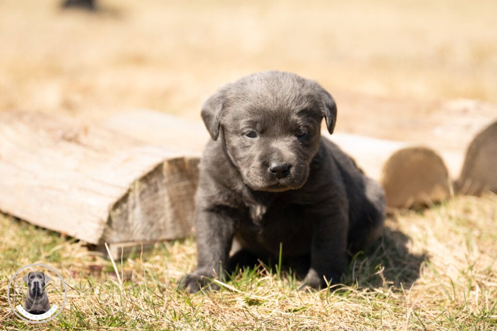 Adorable Labrador puppy sitting outdoors in Massachusetts, playful and cute.