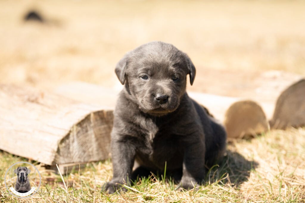 A dog puppy from Wild Labradors in Massachusetts.