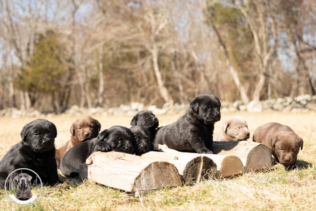 Black Labrador Retriever puppies sitting on logs outdoors in Massachusetts.