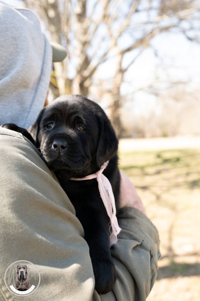 Black Labrador Retriever puppy being held outdoors in Massachusetts, sunny day.