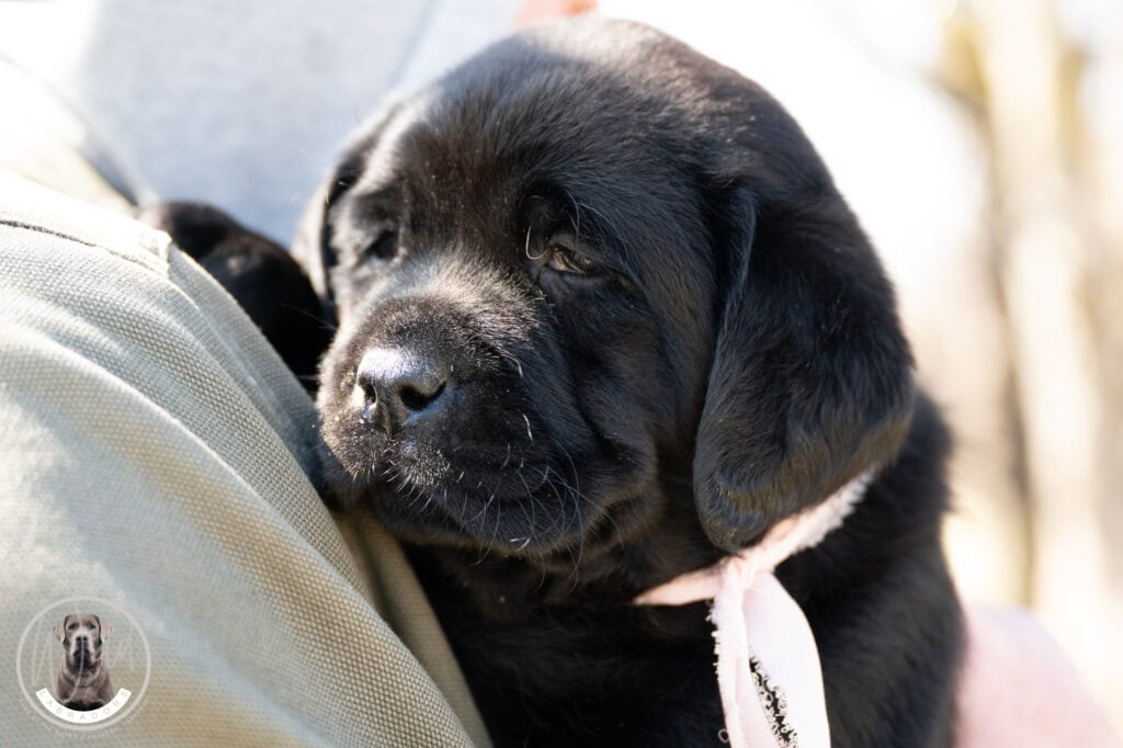 Black Labrador Retriever puppy from Wild Labradors in Massachusetts, adorable and friendly.
