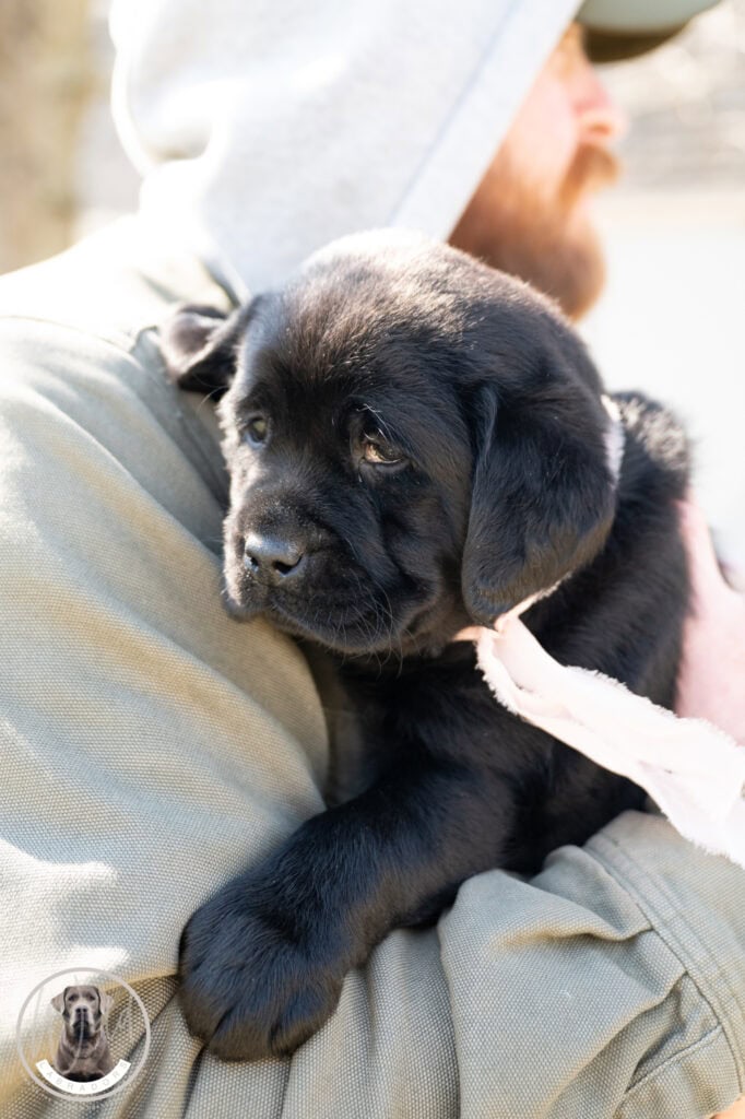 Black Labrador Retriever puppy being held by a person outdoors in Massachusetts.