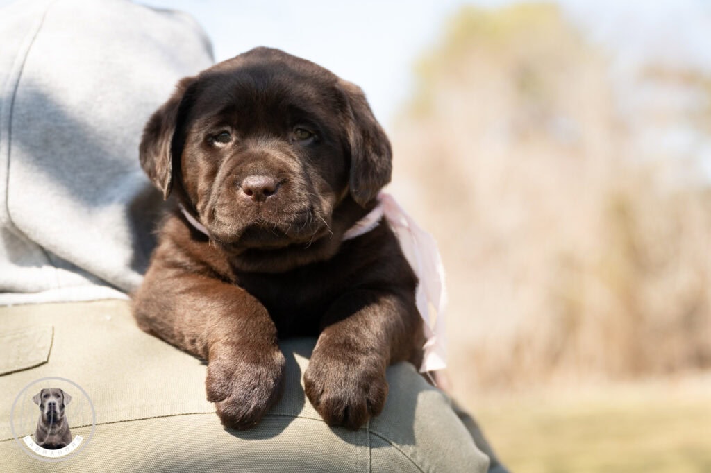 Labrador Retriever puppy from Wild Labradors in Massachusetts, adorable and healthy.