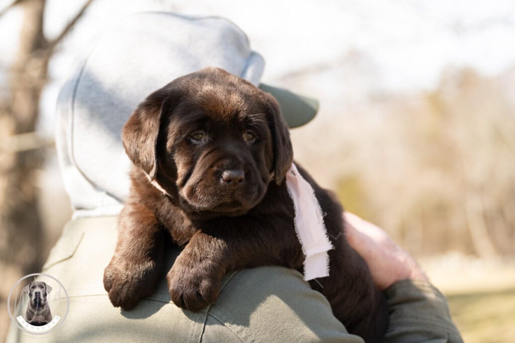 A dog puppy from Wild Labradors in Massachusetts resting on a person's lap outdoors.