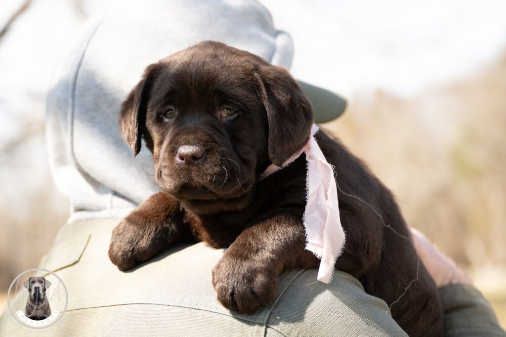 Adorable chocolate Labrador puppy from Wild Labradors in Massachusetts.