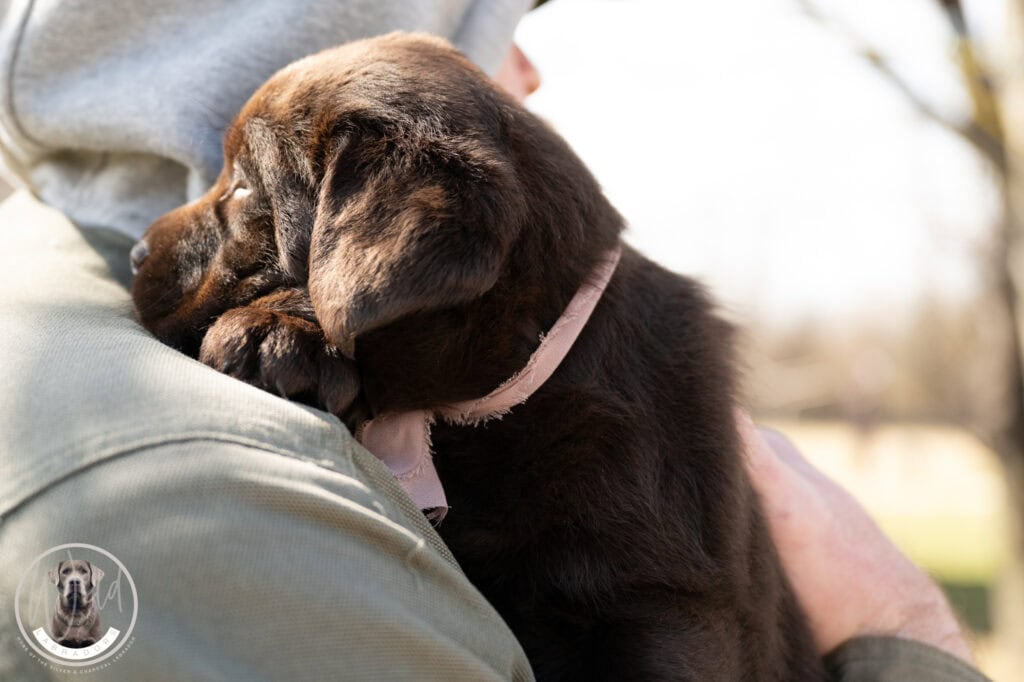 Adorable Labrador puppy cuddling with owner outdoors in Massachusetts.