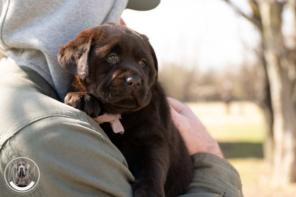 Labrador Retriever puppy in Massachusetts, adorable and playful, perfect for families and active lif.