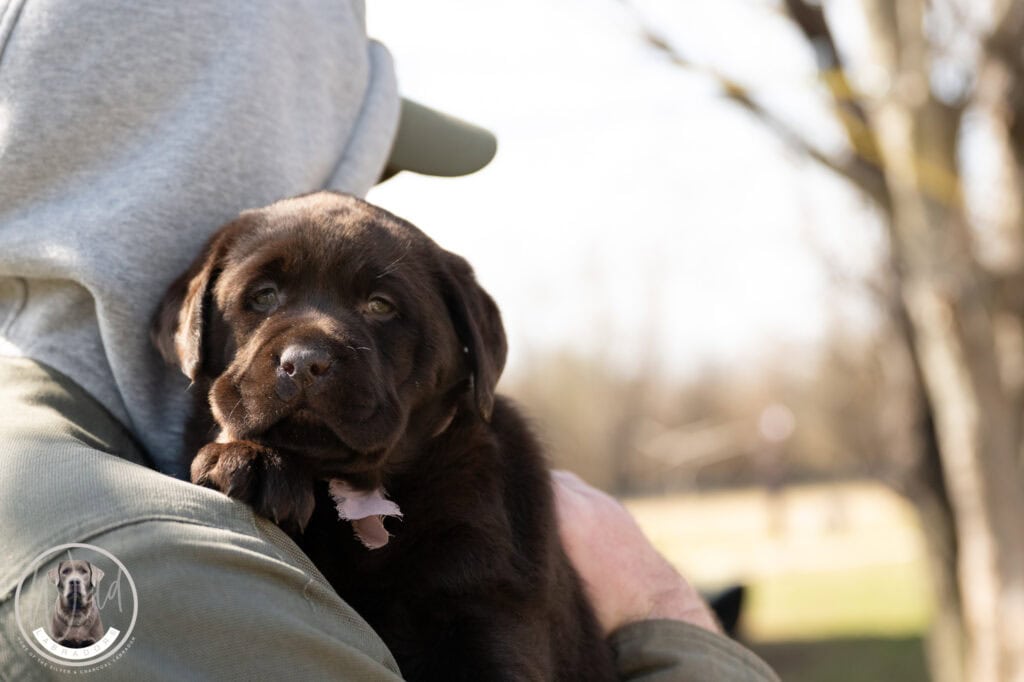 Labrador Retriever puppy in Massachusetts, adorable and healthy.