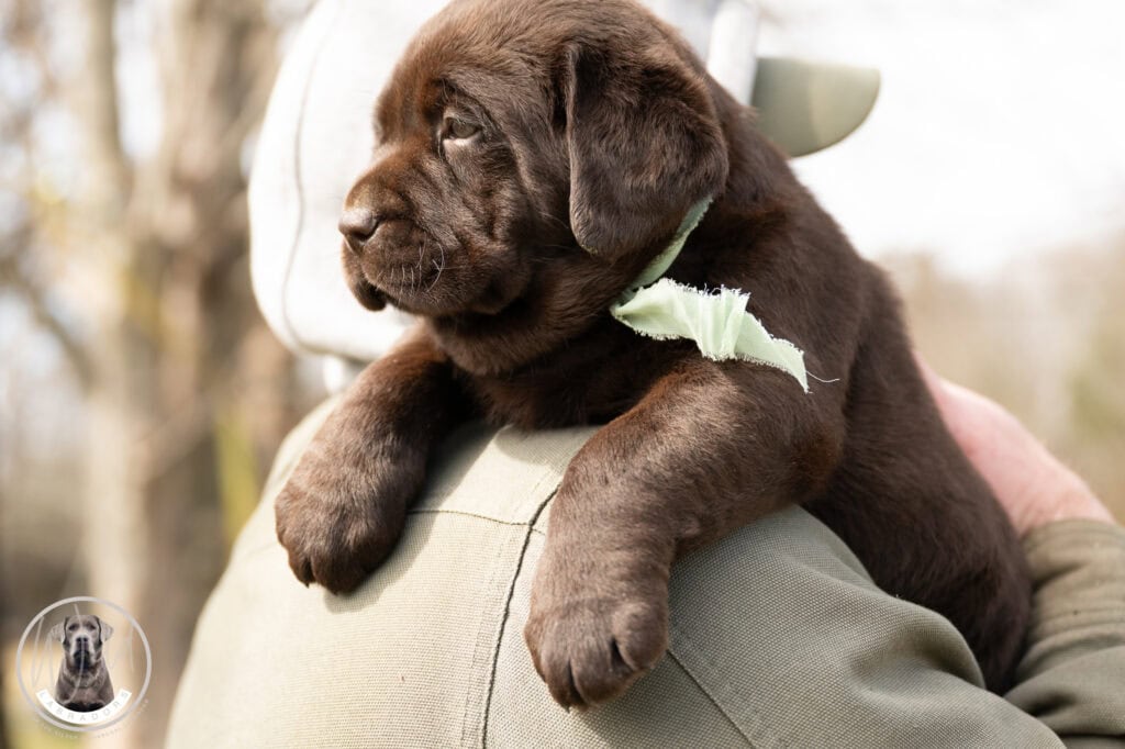 Adorable chocolate Labrador puppy from Wild Labradors in Massachusetts.