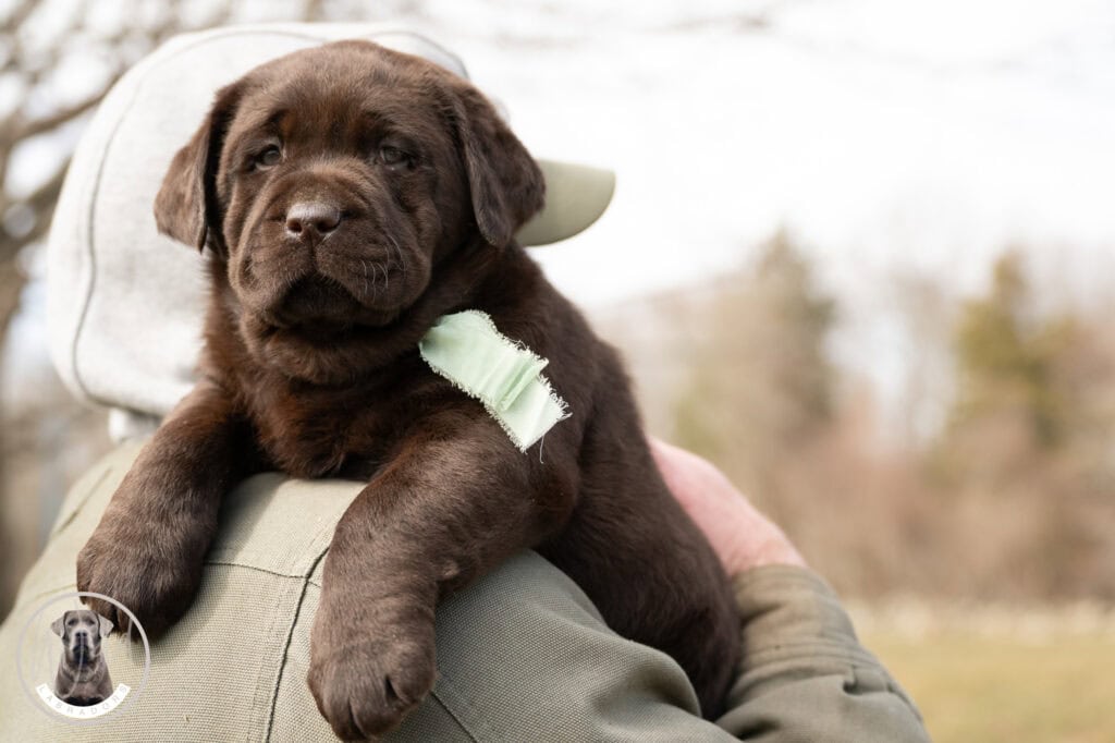 Chocolate Labrador puppy from Wild Labradors in Massachusetts, adorable and healthy.