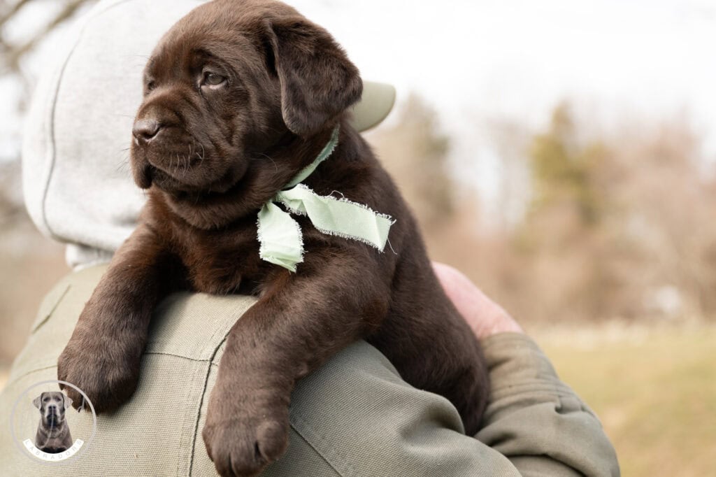 Chocolate Labrador Retriever puppy from Wild Labradors in Massachusetts, adorable and playful.