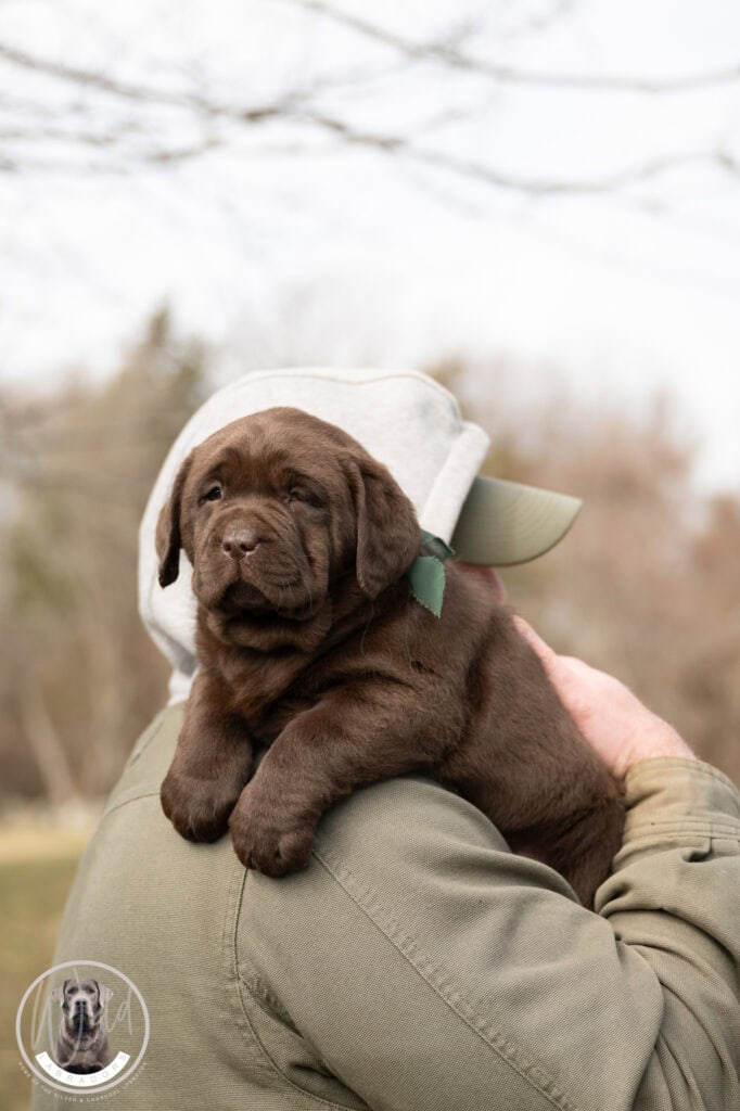 Chocolate Labrador Retriever puppy held outdoors in Massachusetts, adorable and healthy.