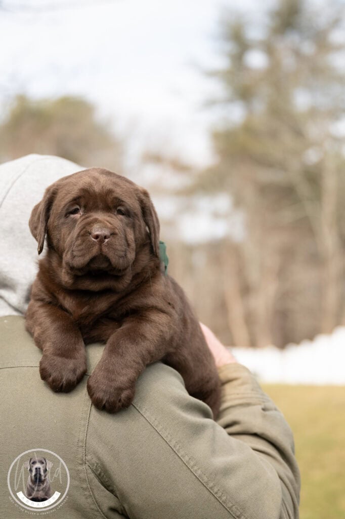 Chocolate Labrador Retriever puppy from Wild Labradors in Massachusetts.