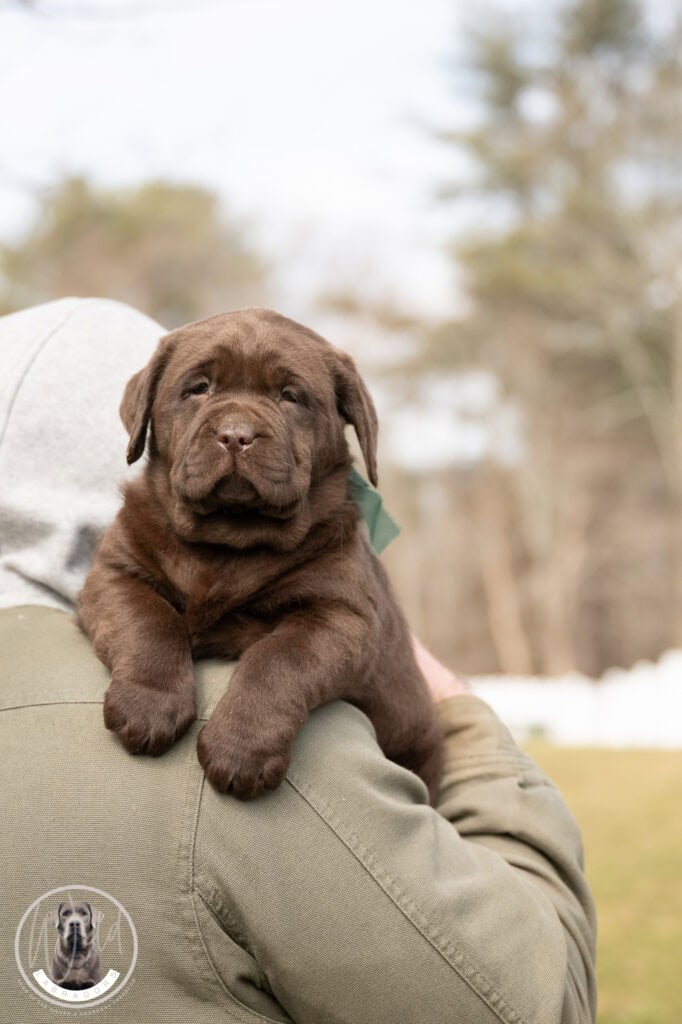 Chocolate Labrador puppy sitting on a person's lap outdoors in Massachusetts.