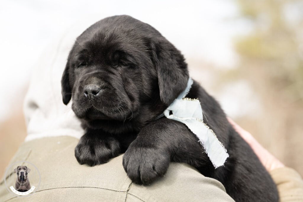 Labrador Retriever puppy resting on a person's arm in Massachusetts, adorable and playful dog from W.