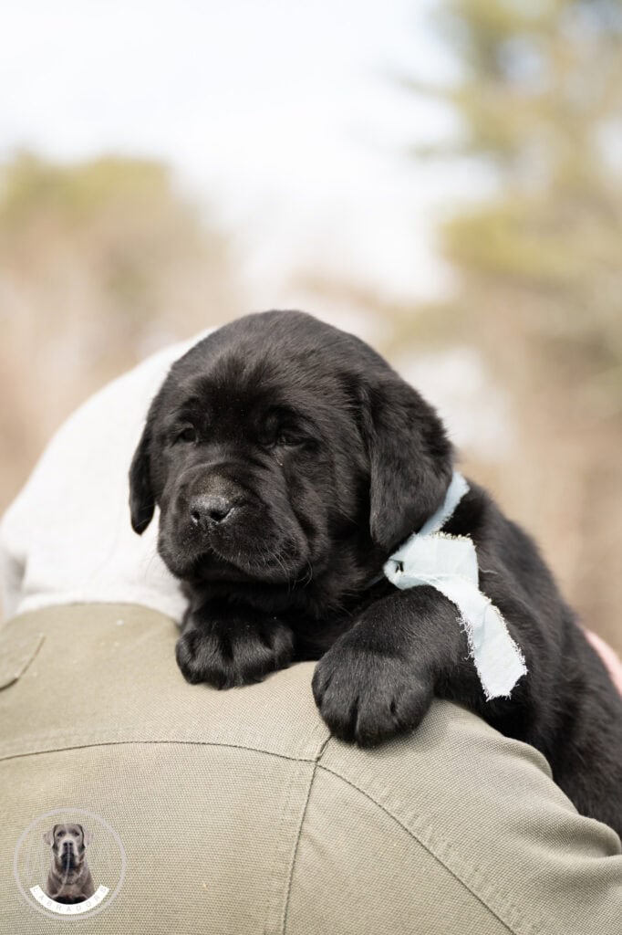 Black Labrador Retriever puppy resting on a person's arm, adorable and playful, in Massachusetts.