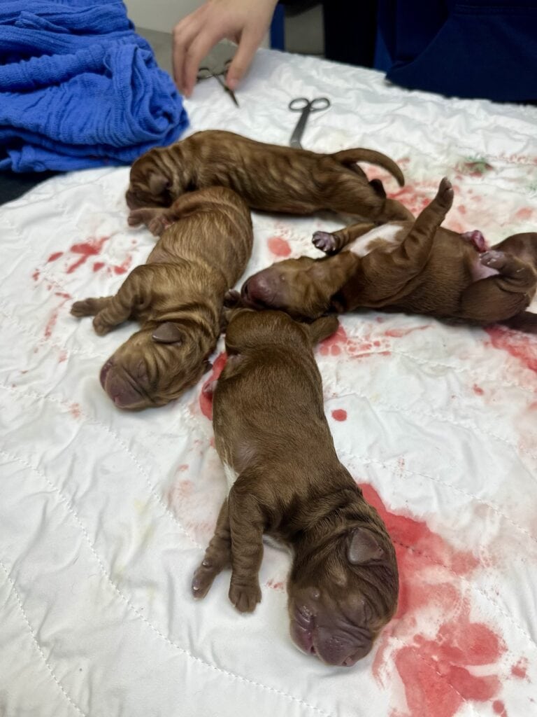 Adorable litter of newborn Labrador puppies from Wild Labradors in Massachusetts, resting on a blood.