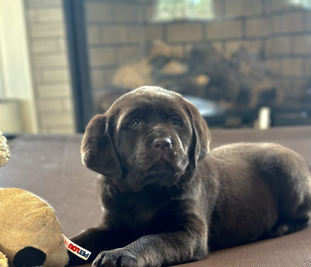 Chocolate labrador Retriever puppy lying on a couch in Massachusetts, adorable and playful.