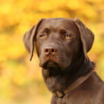 Beautiful chocolate Labrador Retriever from Wild Labradors in Massachusetts outdoors.
