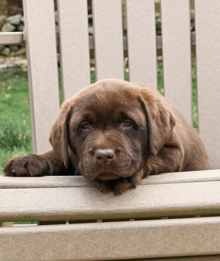 Chocolate Labrador Retriever puppy resting on a wooden bench in Massachusetts.
