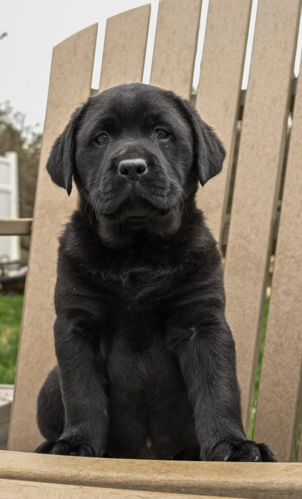 Black Labrador Retriever puppy sitting outdoors on a wooden chair in Massachusetts, adorable and pla.