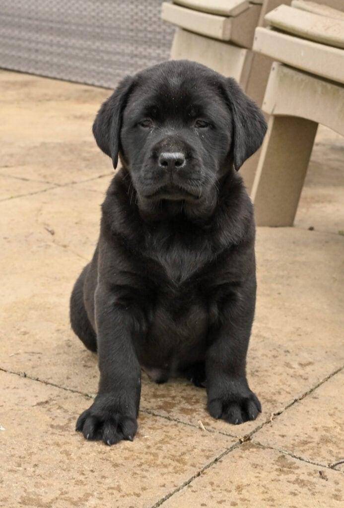 Black Labrador Retriever puppy sitting outdoors in Massachusetts, adorable and playful.