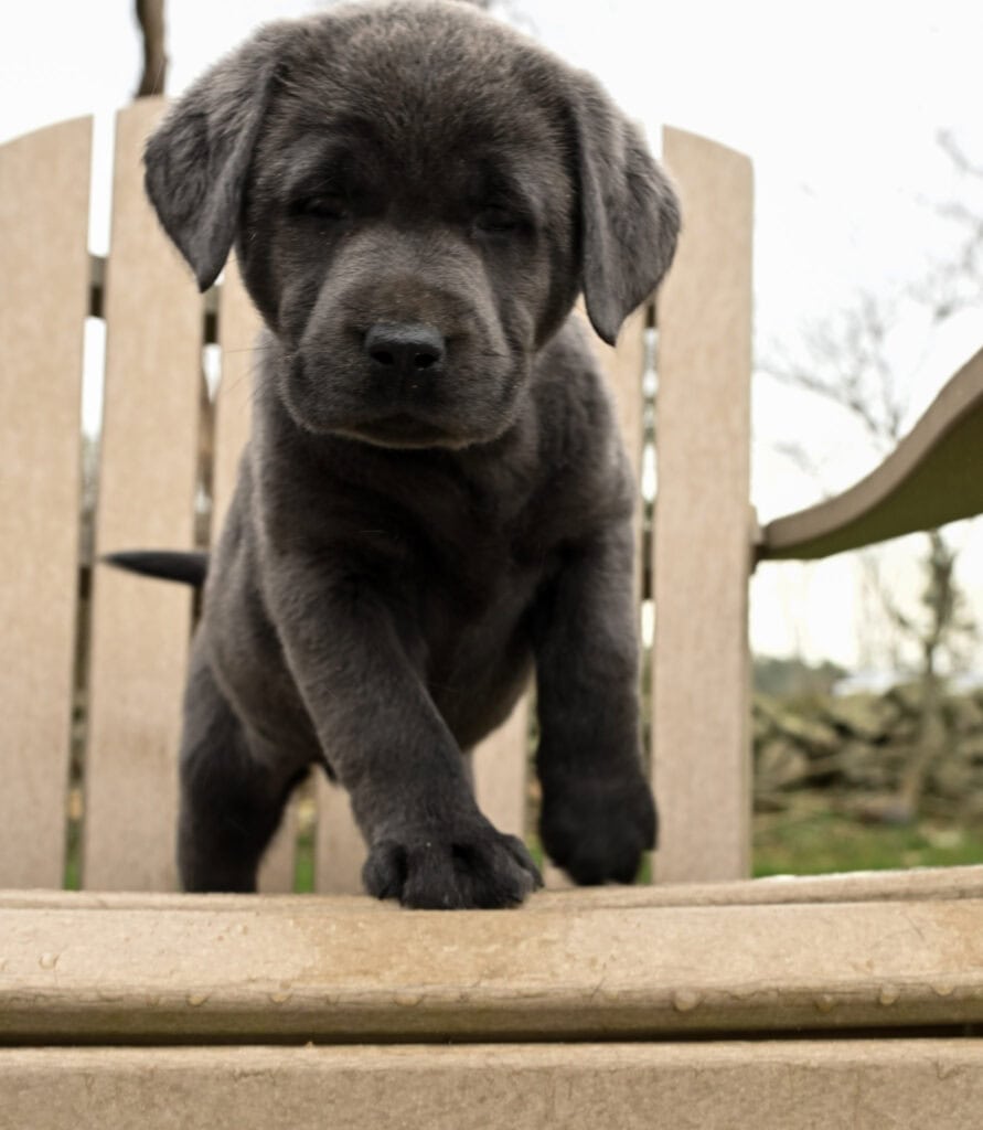 Black Labrador Retriever puppy from Wild Labradors in Massachusetts, adorable and playful.