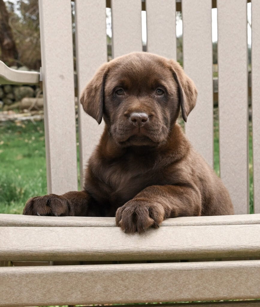 Brown Labrador Retriever puppy sitting on a wooden deck in Massachusetts, looking at the camera.
