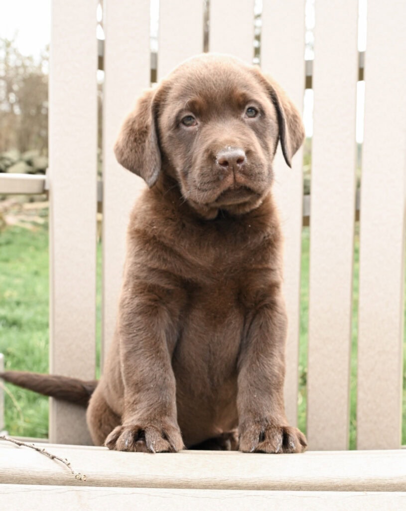 Chocolate Labrador Retriever puppy sitting outdoors in Massachusetts, adorable and playful.