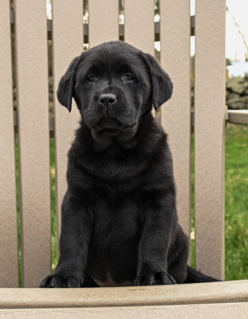 Black Labrador Retriever puppy sitting outdoors in Massachusetts, adorable and playful.