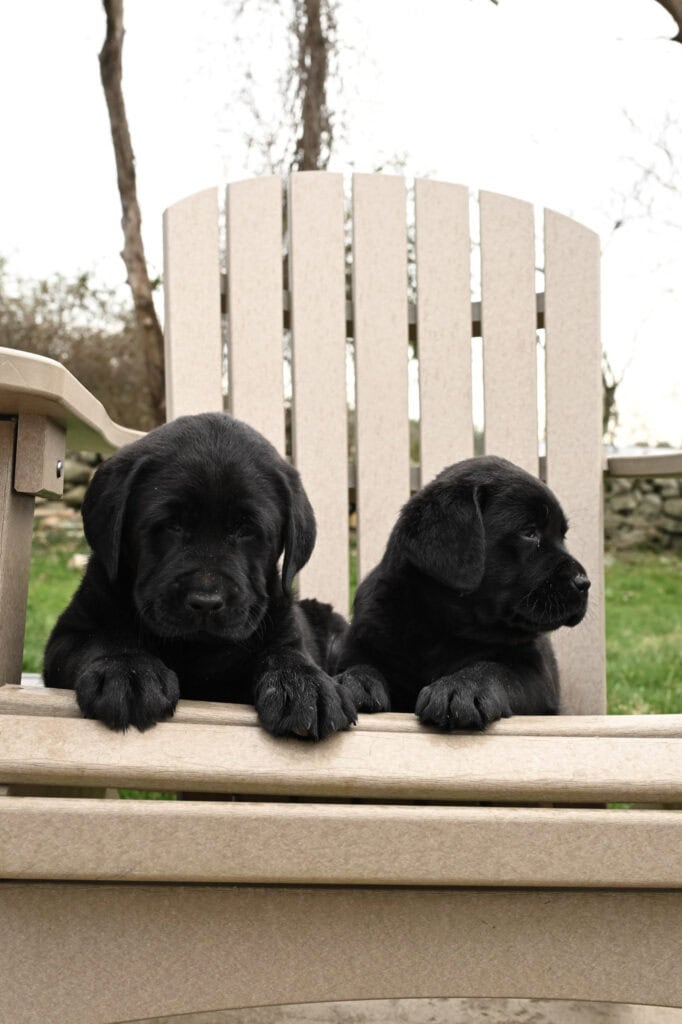 Black Labrador Retriever puppies sitting on a wooden outdoor chair in Massachusetts.