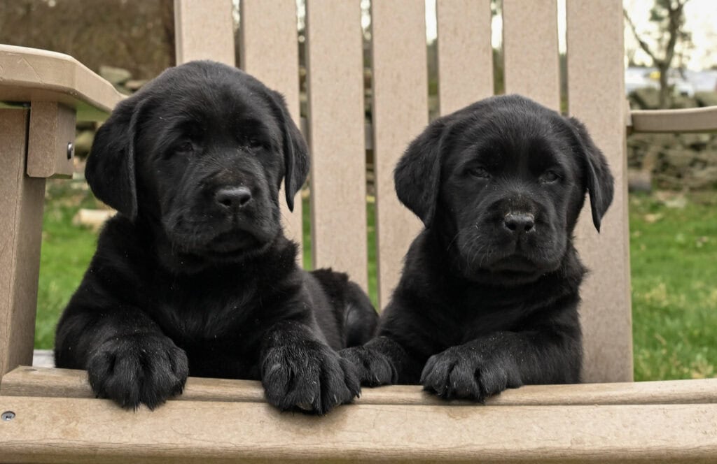 Black Labrador Retriever puppies sitting on a wooden bench outdoors in Massachusetts.