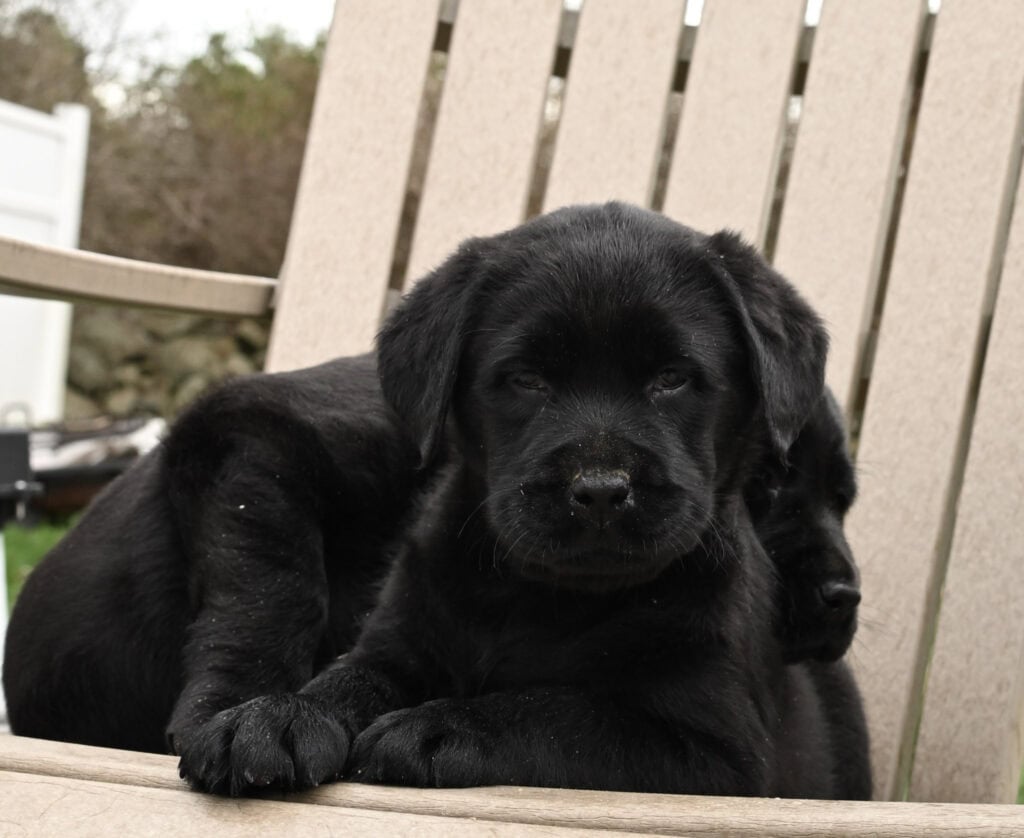 Black Labrador Retriever puppy lying on a wooden chair in Massachusetts, adorable and playful.