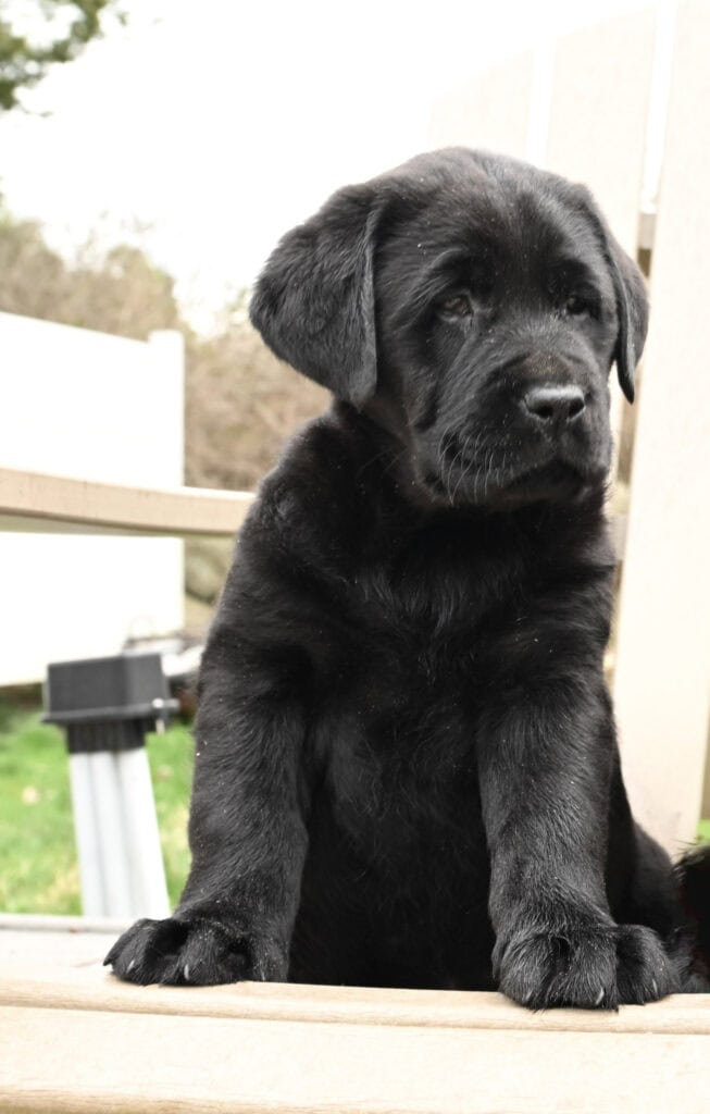 Black Labrador Retriever puppy from Wild Labradors in Massachusetts, adorable and playful.