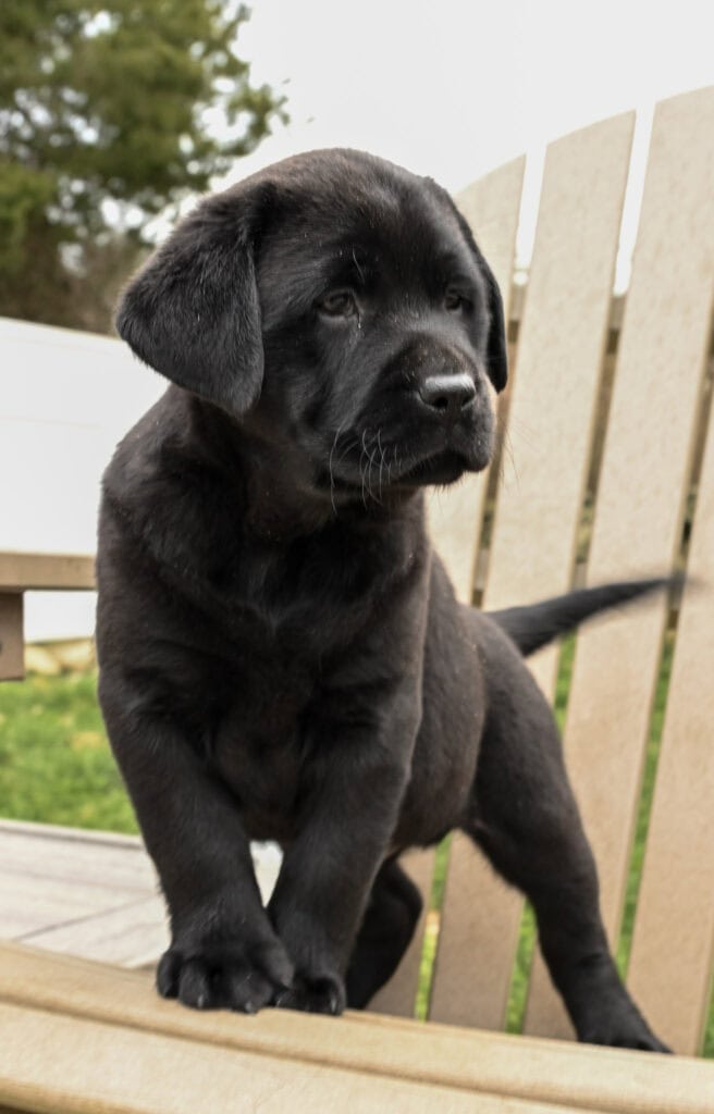 Black Labrador Retriever puppy from Wild Labradors in Massachusetts, adorable and playful.