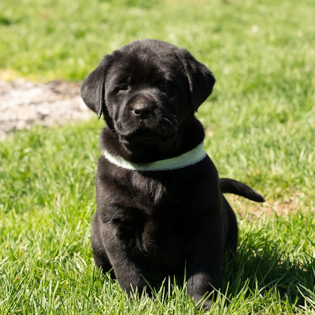 Black Labrador Retriever puppy sitting on green grass in Massachusetts, adorable and playful.