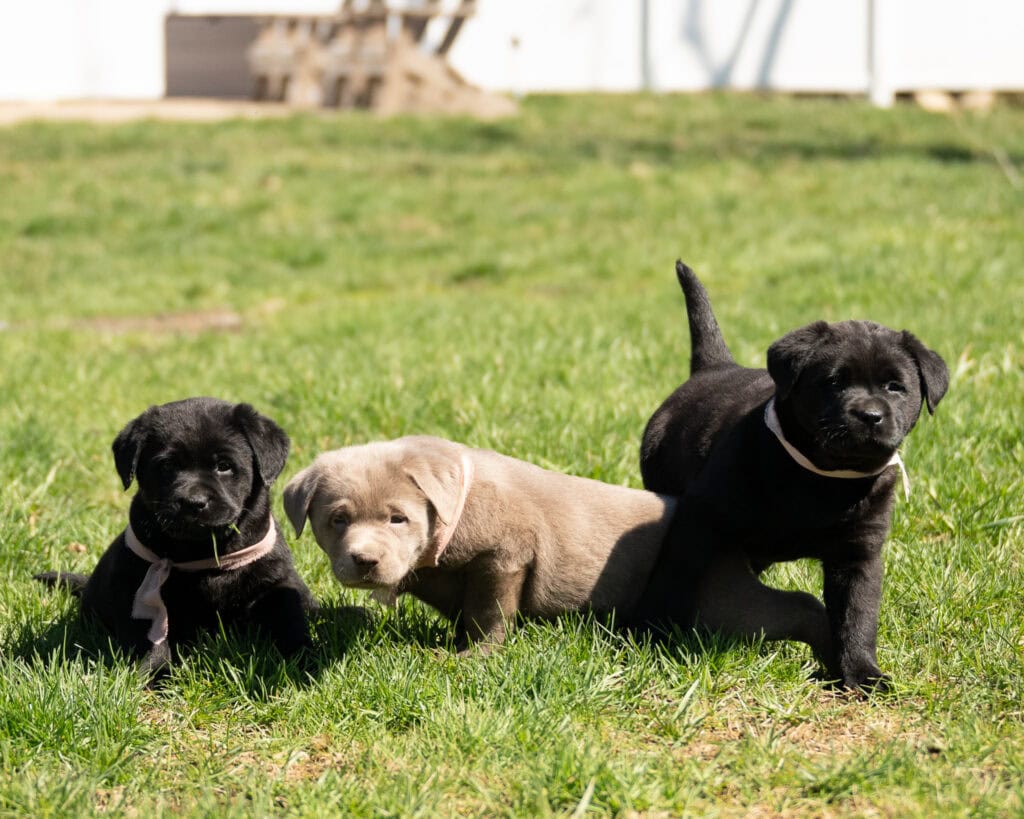 Black and yellow Labrador Retriever puppies playing on green grass in Massachusetts.