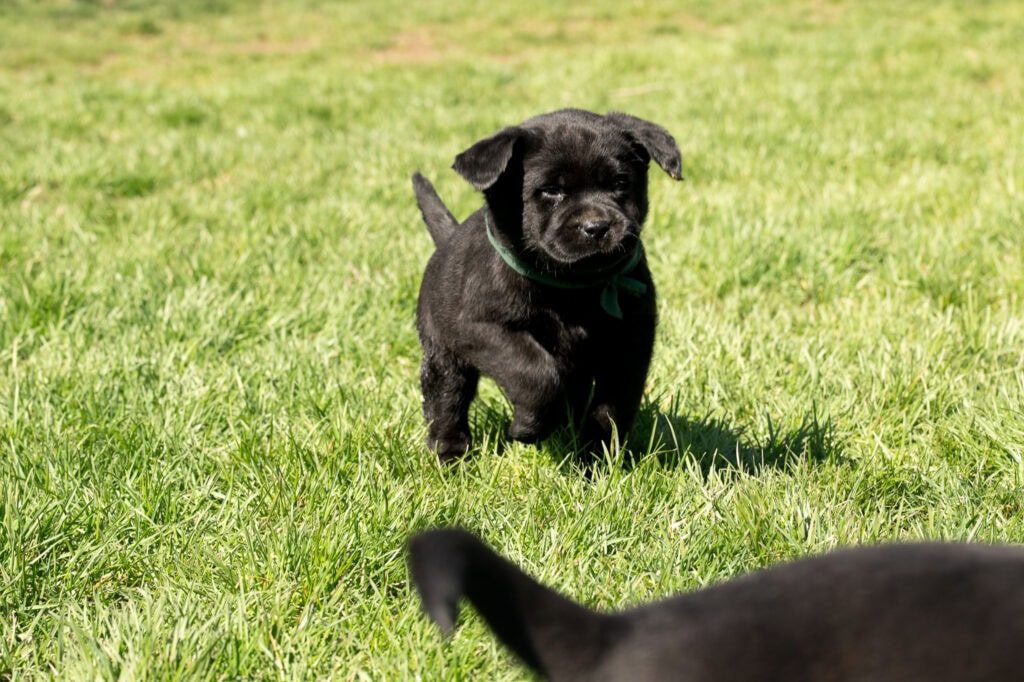 Black Labrador Retriever puppy playing on green grass in Massachusetts.
