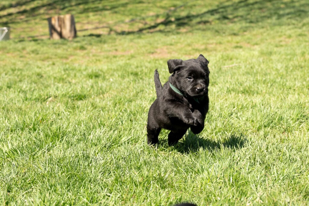 Black Labrador Retriever puppy running on green grass in Massachusetts.