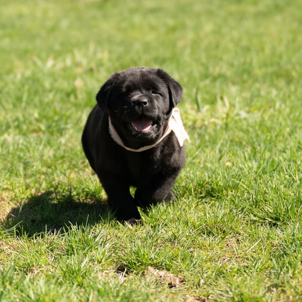 Black Labrador Retriever puppy running on green grass in Massachusetts, adorable and playful.