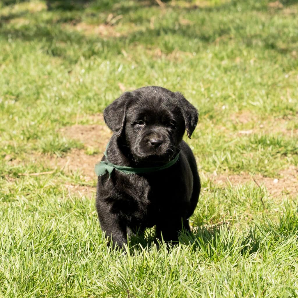 Black Labrador Retriever puppy in a grassy field, adorable and playful.