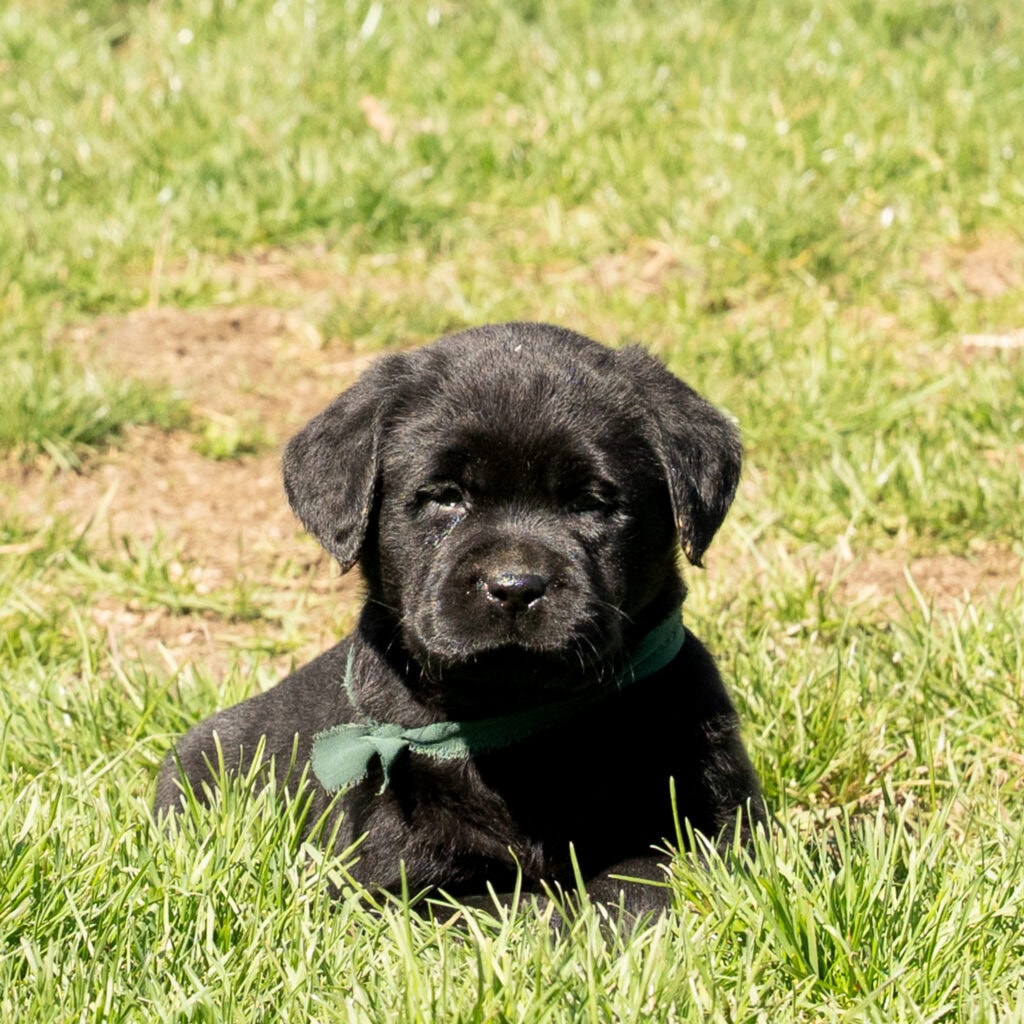 Black Labrador Retriever puppy sitting on green grass in Massachusetts, adorable and playful.