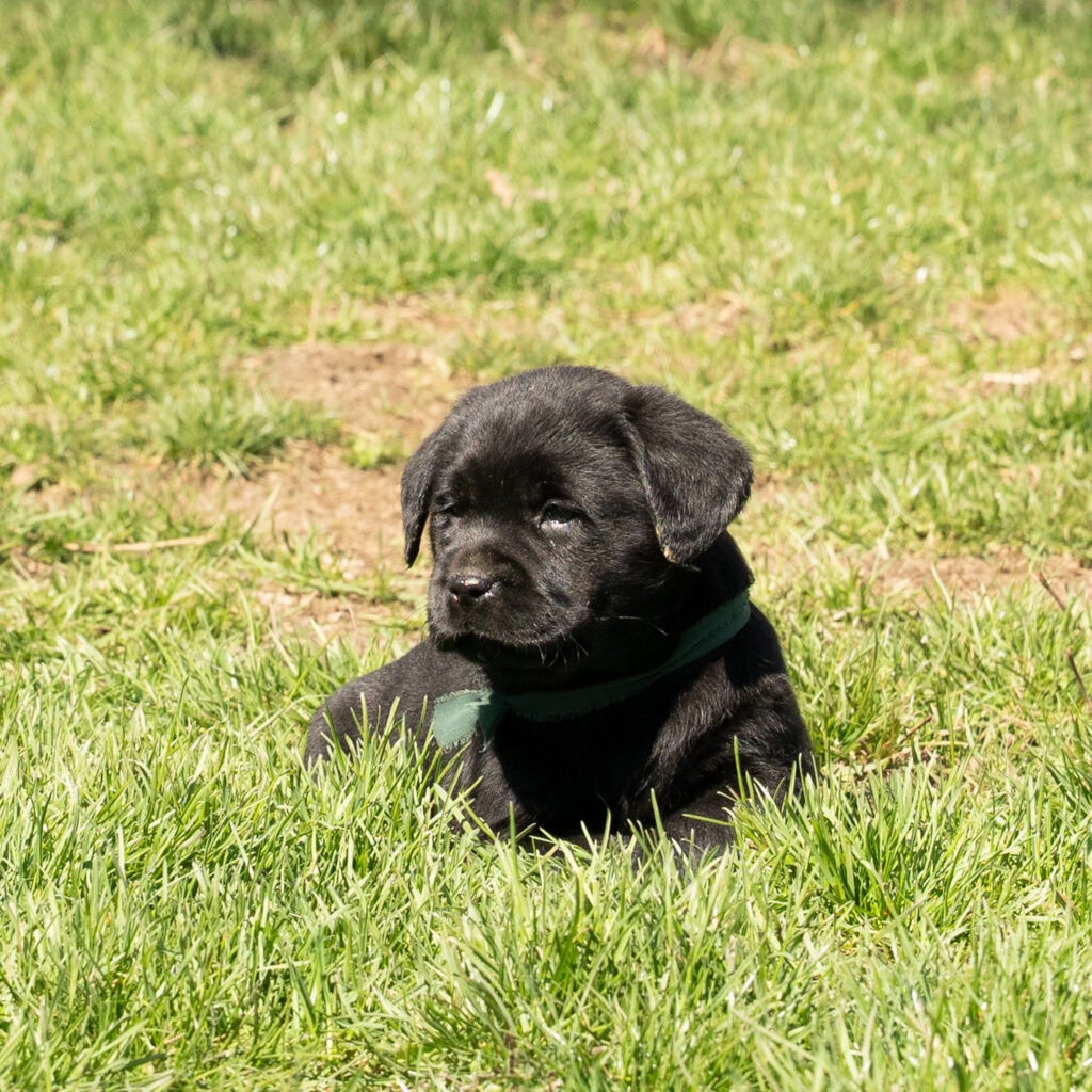 Black Labrador Retriever puppy sitting on green grass in Massachusetts, adorable and playful.