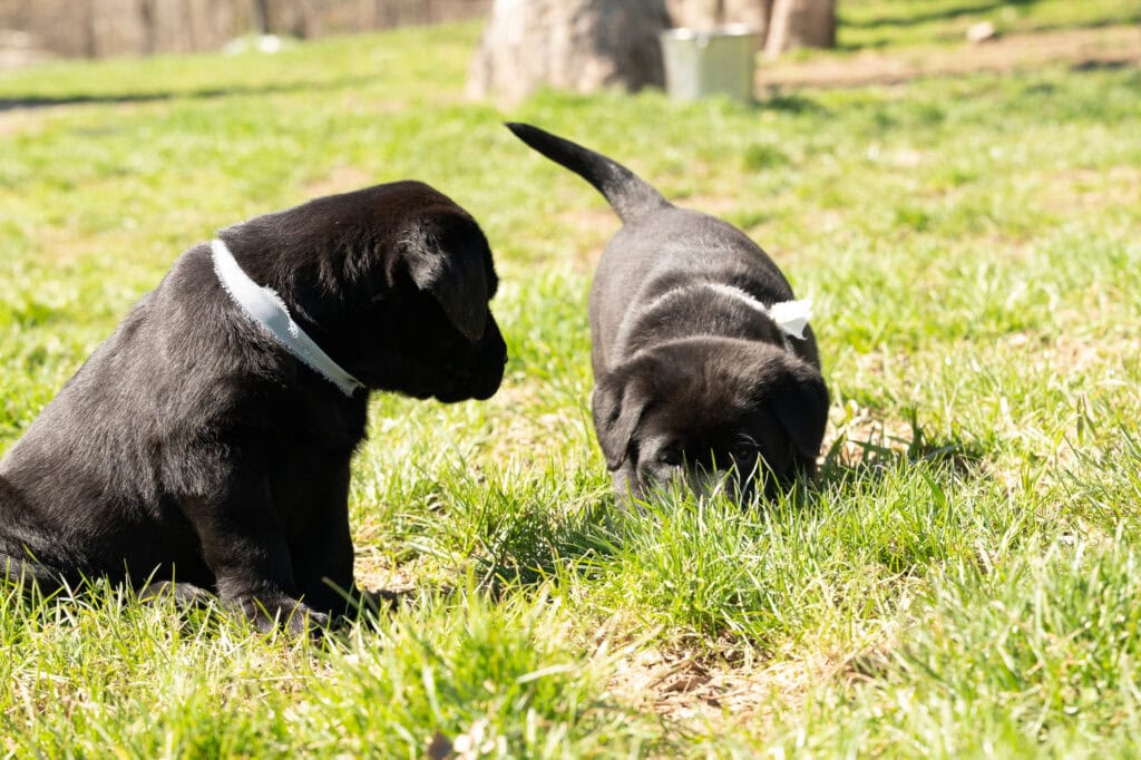Black Labrador Retriever puppies playing on green grass in Massachusetts, USA.