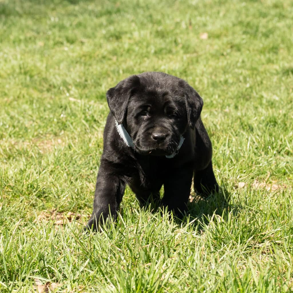 Black Labrador Retriever puppy in a grassy field, adorable and playful.